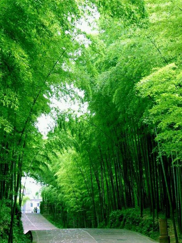 Bộ sưu tập hình ảnh cây tre đẹp