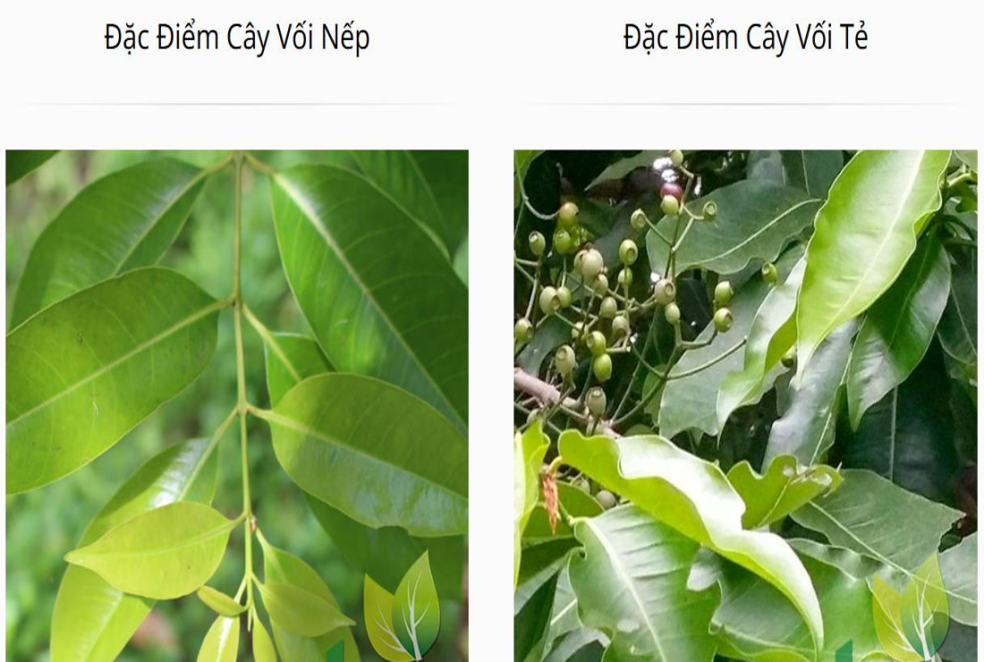 Khám phá hình ảnh cây vối tẻ