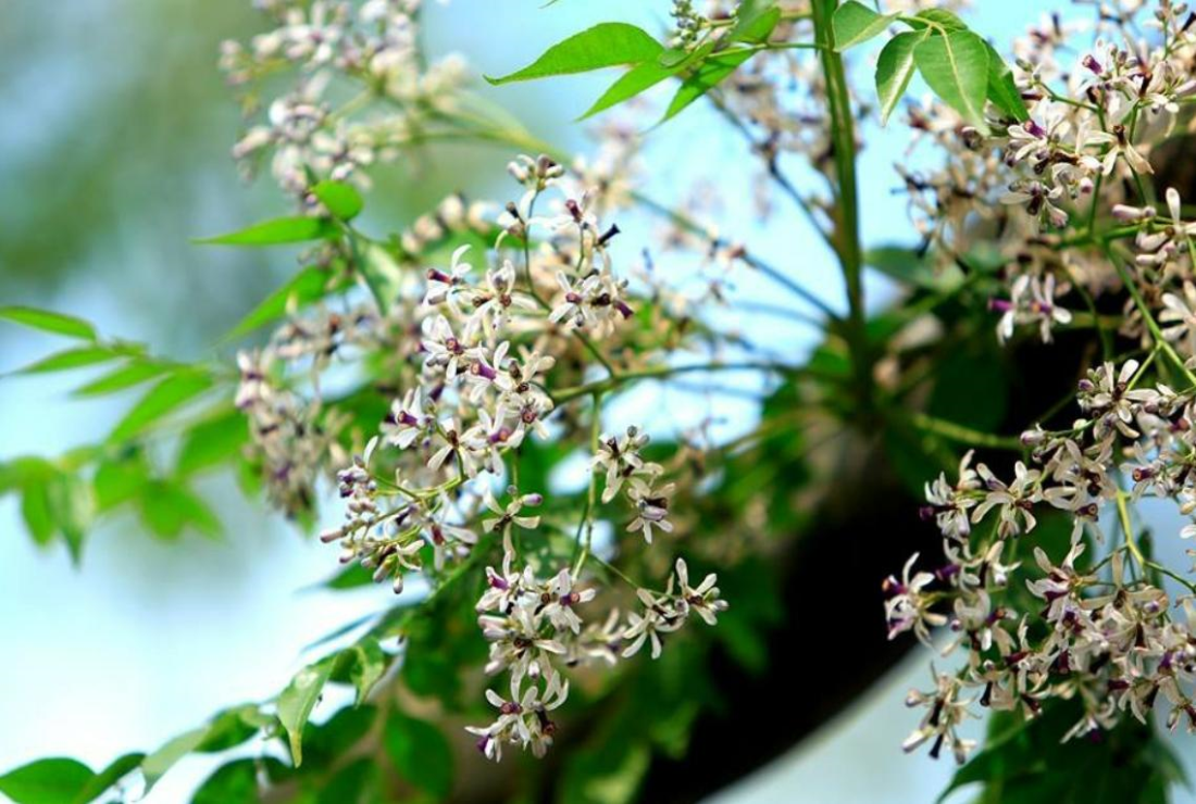 Tổng hợp hình ảnh hoa xoan đẹp, thơ mộng