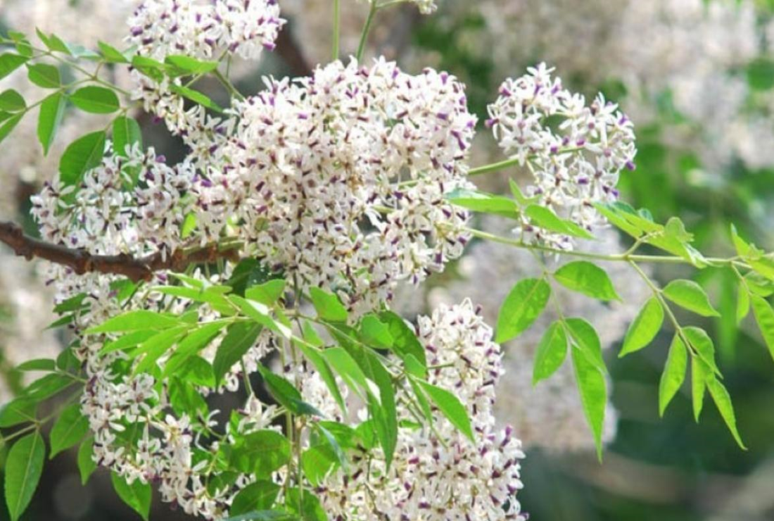 Tổng hợp hình ảnh hoa xoan đẹp, thơ mộng