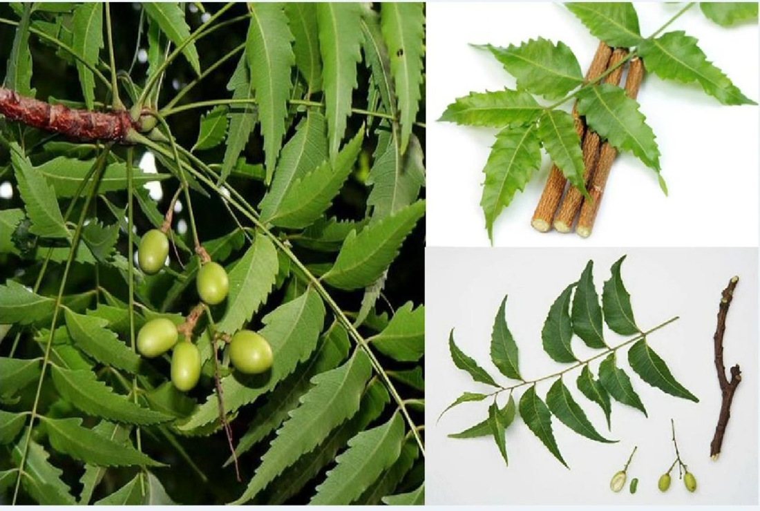 Khám phá hình ảnh cây xoan
