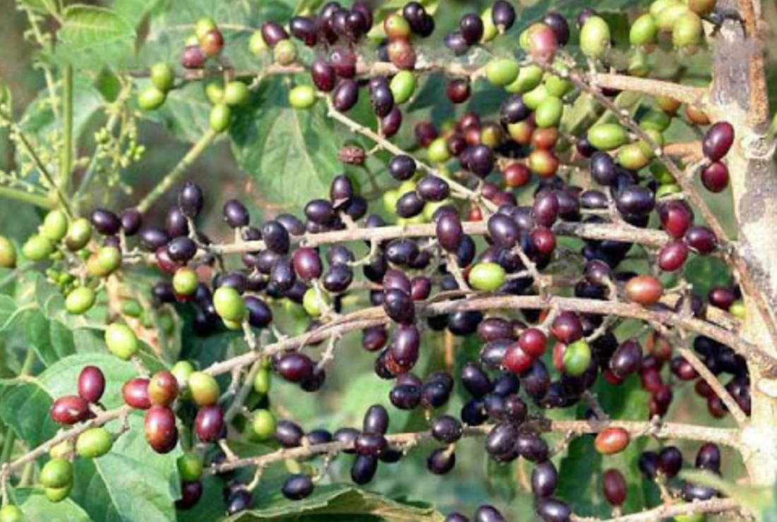 Khám phá hình ảnh cây xoan