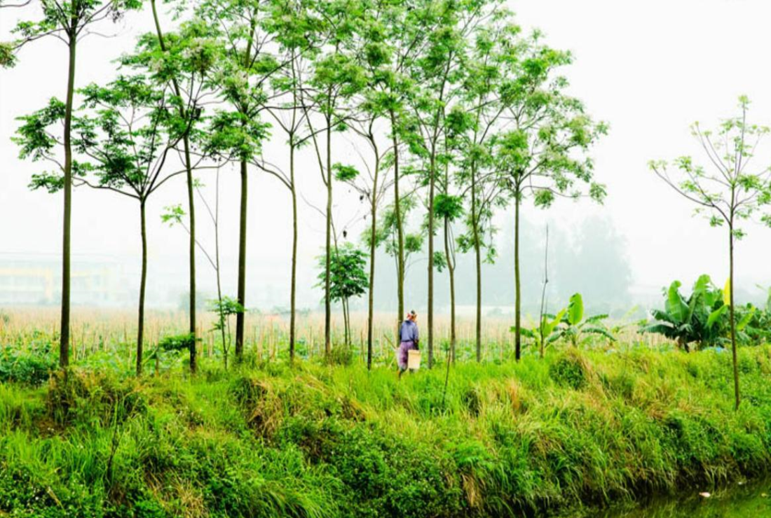 Khám phá hình ảnh cây xoan