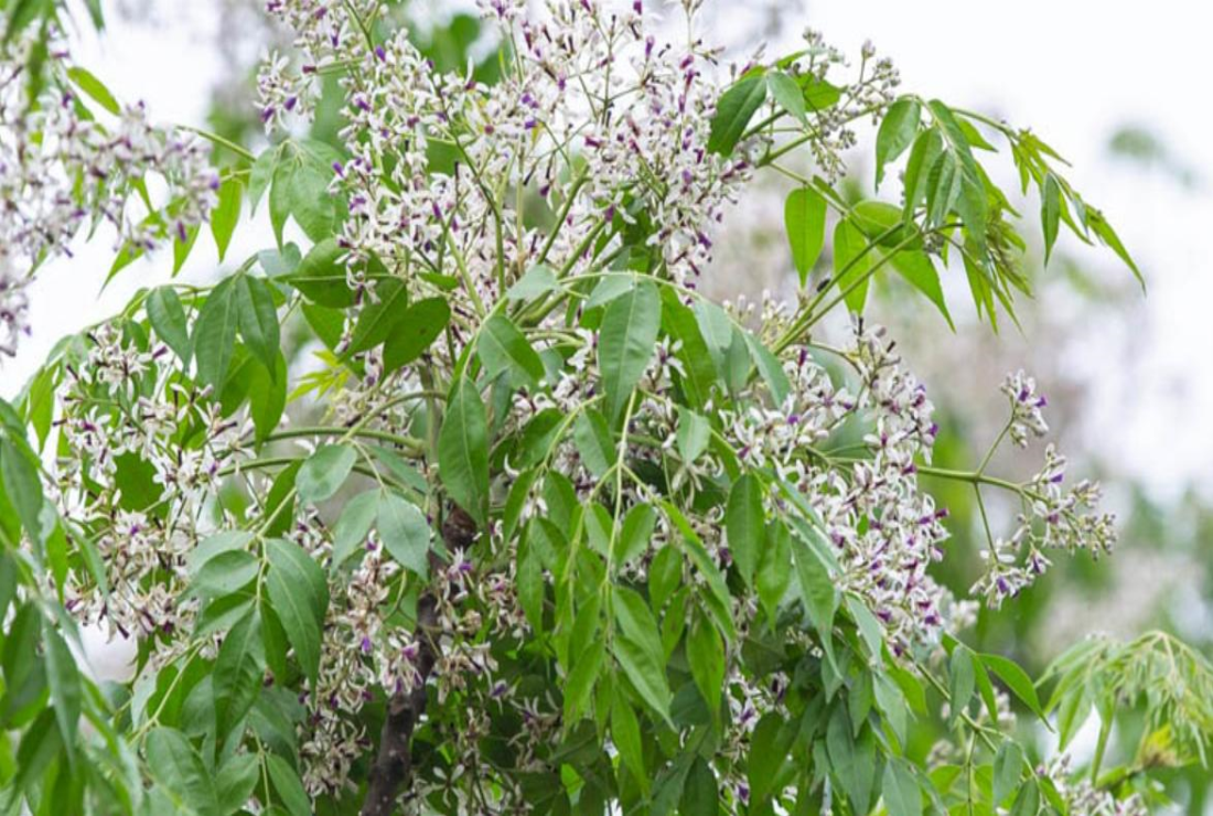 Tổng hợp hình ảnh hoa xoan đẹp, thơ mộng