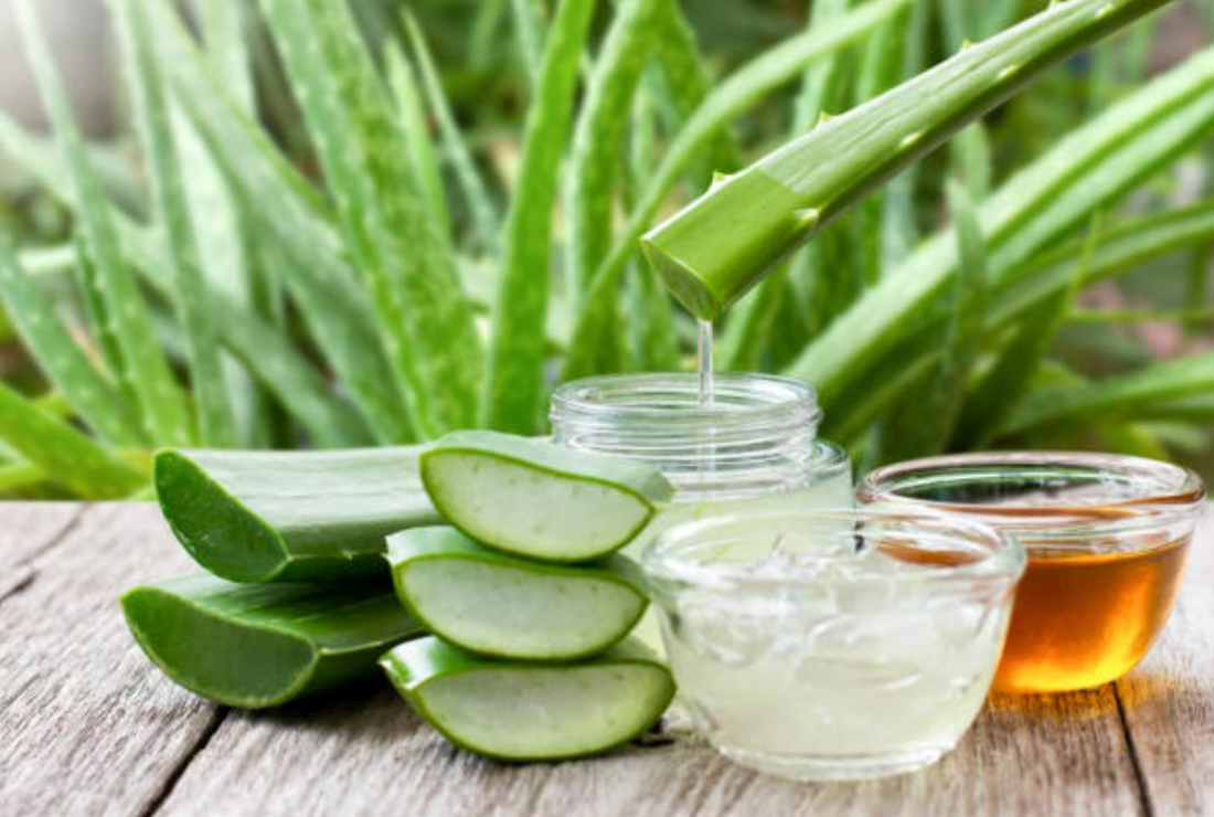 Miễn Phí 96+ Bức Hình Chụp Đẹp Về Cây Nha Đam, Cây Lô Hội