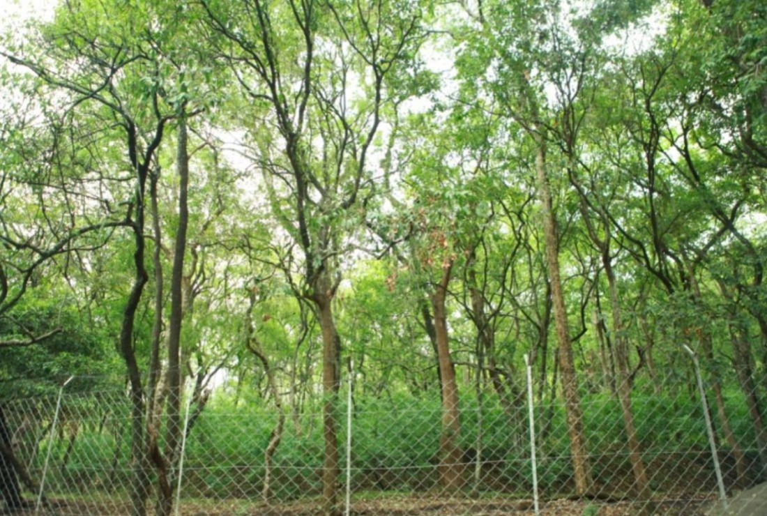 Bộ sưu tập hình ảnh cây gỗ quý đàn hương