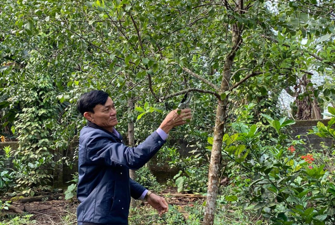 Bộ sưu tập hình ảnh cây gỗ quý đàn hương