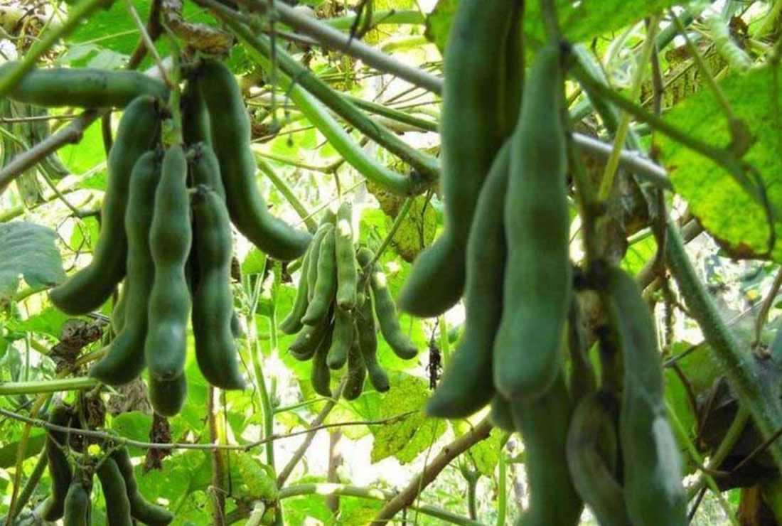 Bộ sưu tập hình ảnh cây lá đậu lào đẹp, chân thực