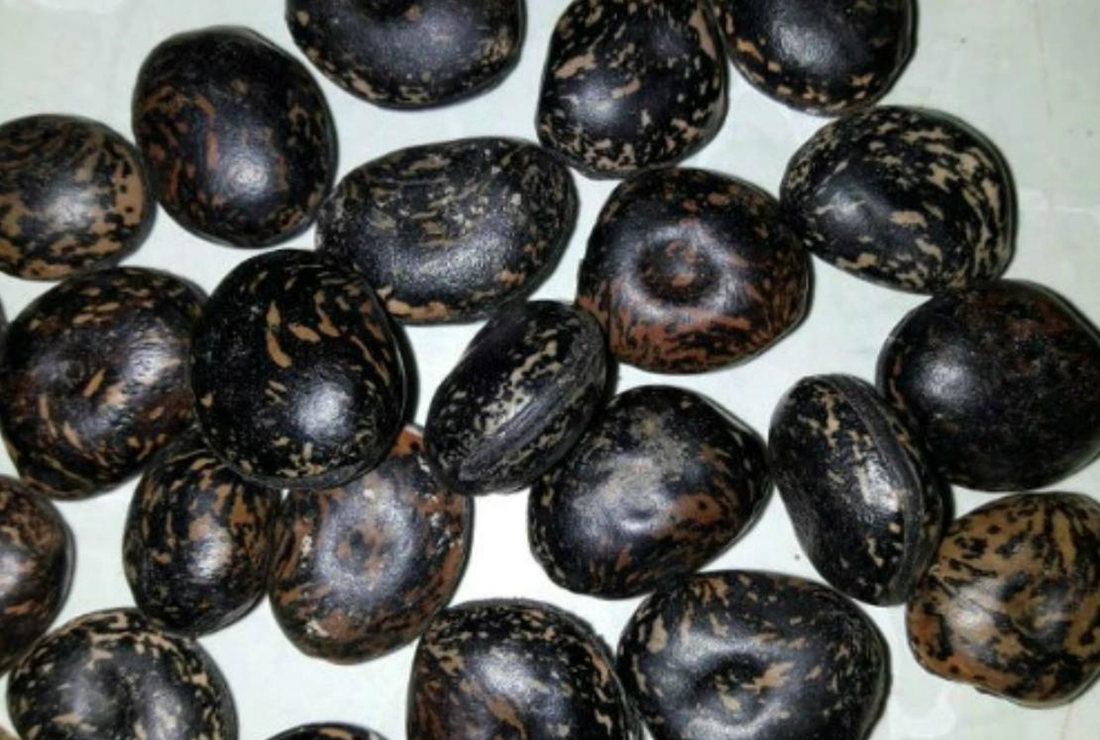 Bộ sưu tập hình ảnh cây lá đậu lào đẹp, chân thực
