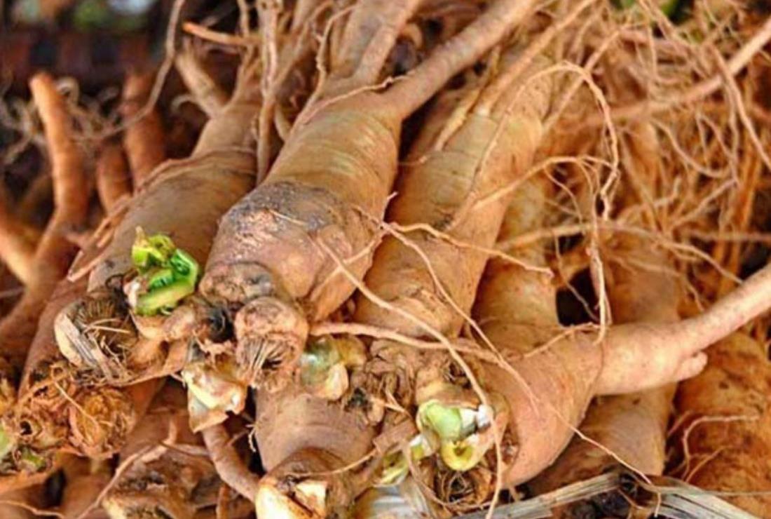 Hình ảnh củ sâm đương quy