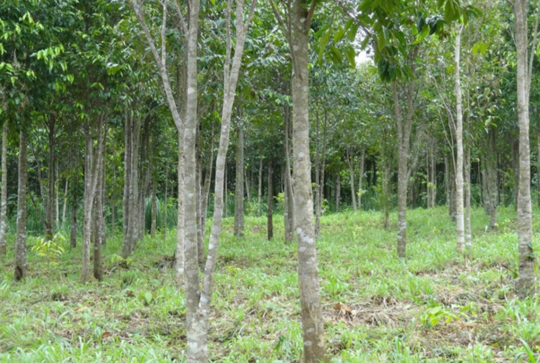 Bộ sưu tập hình ảnh cây gỗ giáng hương