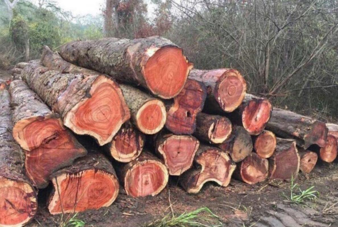 Bộ sưu tập hình ảnh cây gỗ giáng hương
