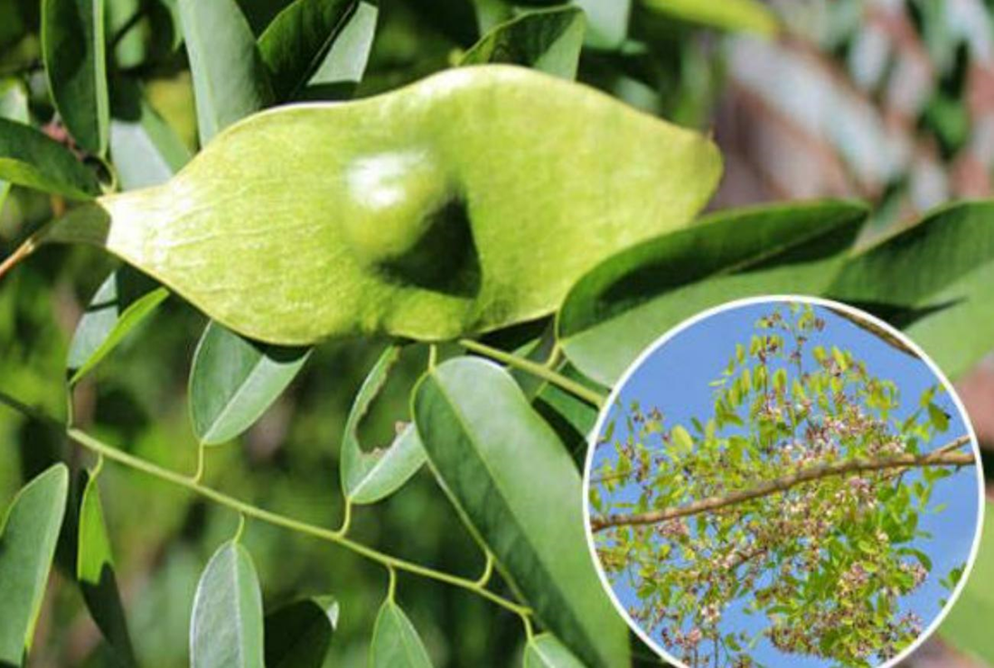 Bộ sưu tập hình ảnh gỗ cẩm lai đẹp