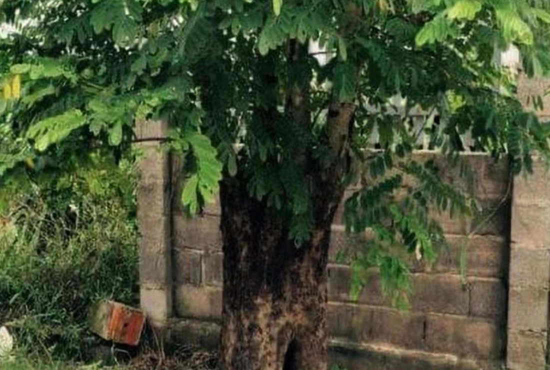 Bộ sưu tập hình ảnh gỗ cẩm lai đẹp