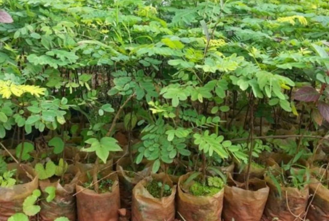 Bộ sưu tập hình ảnh gỗ cẩm lai đẹp