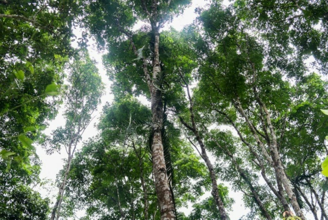 Tổng hợp hình ảnh cây gỗ lim xanh