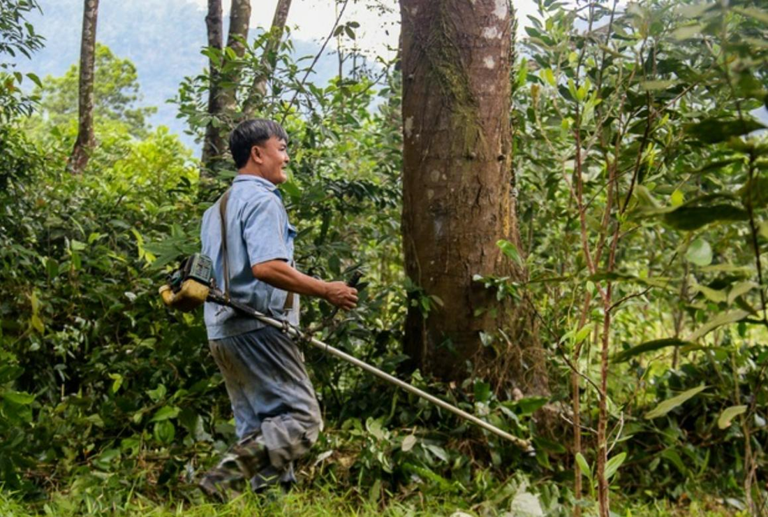 Bộ sưu tập hình ảnh cây gỗ lim