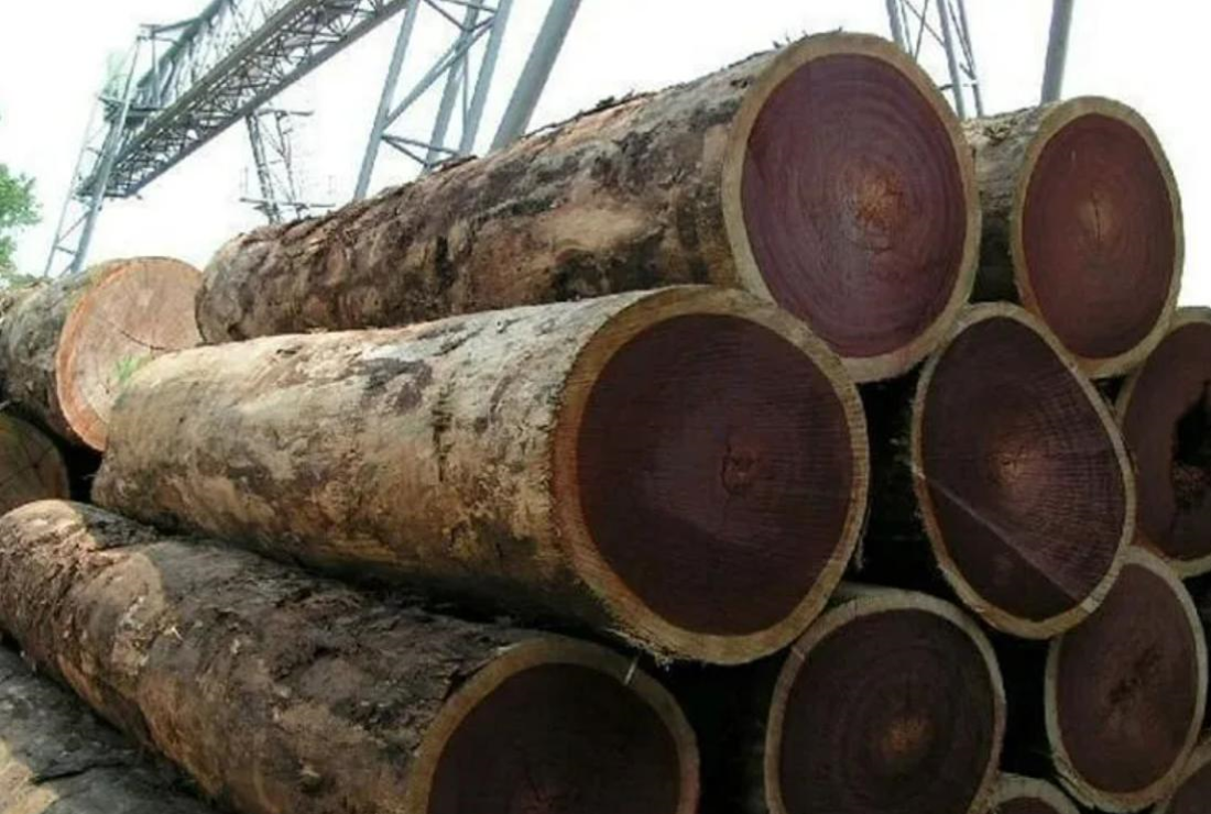 Tổng hợp hình ảnh cây gỗ lim xanh