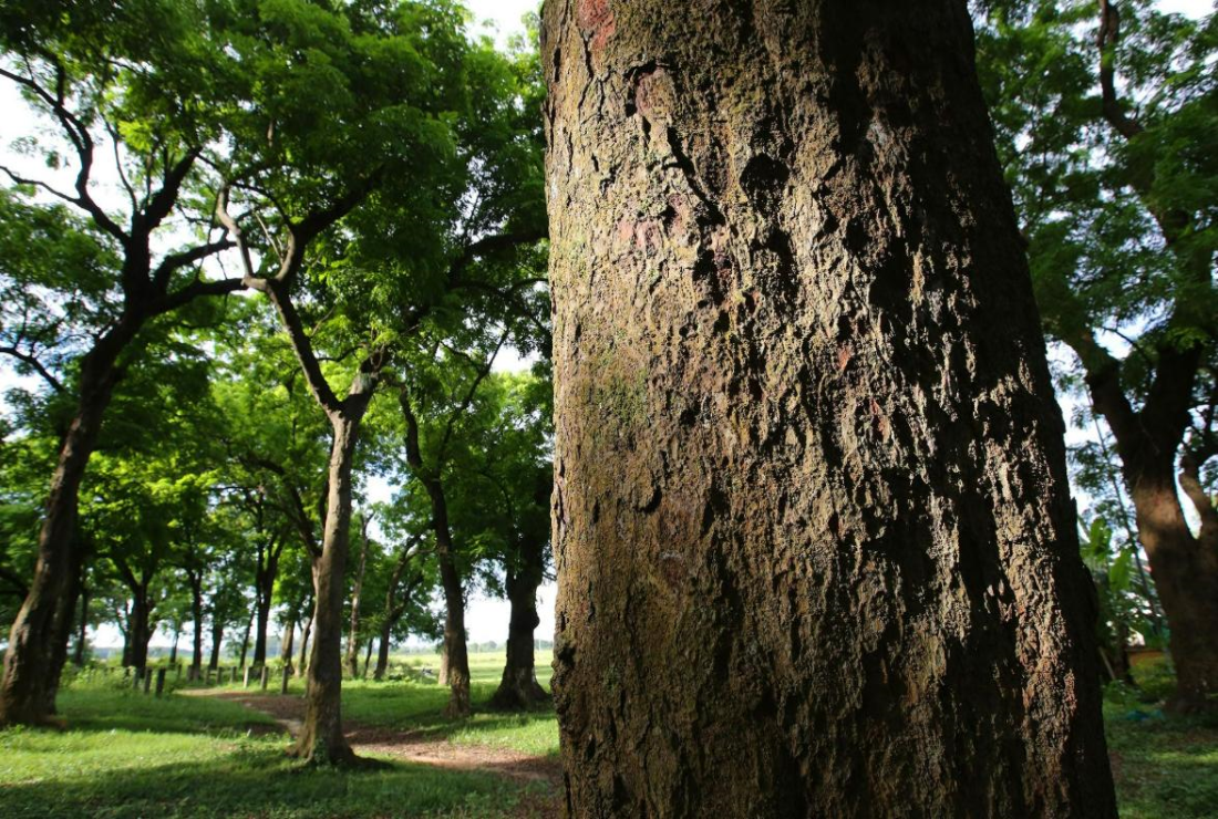 Tổng hợp hình ảnh cây gỗ lim xanh