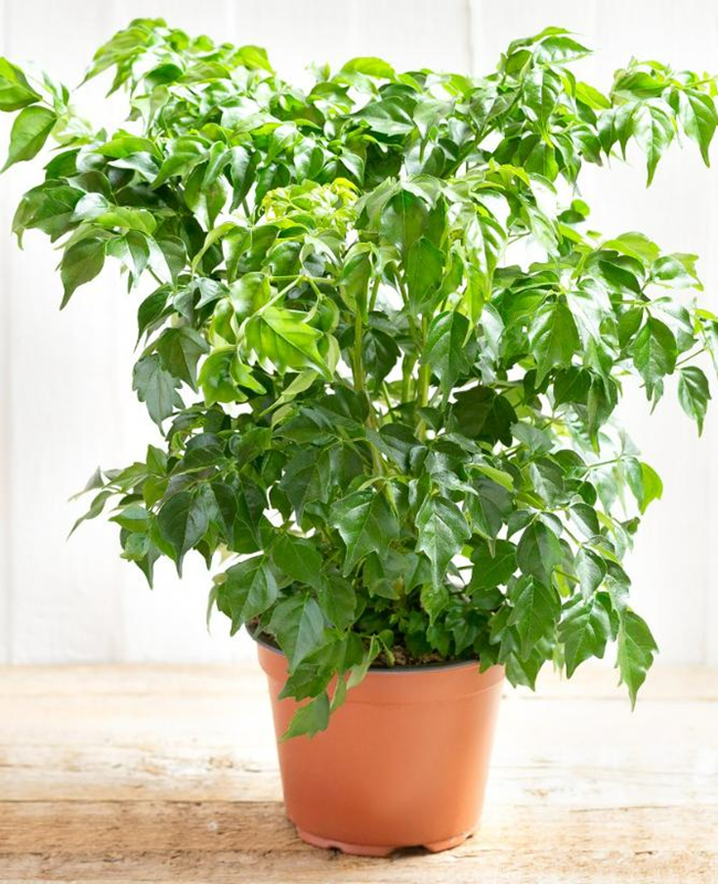 Tổng hợp hình ảnh cây hạnh phúc đẹp