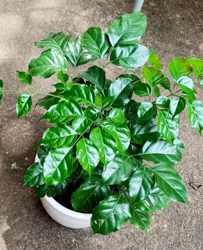 Tổng hợp hình ảnh cây hạnh phúc đẹp