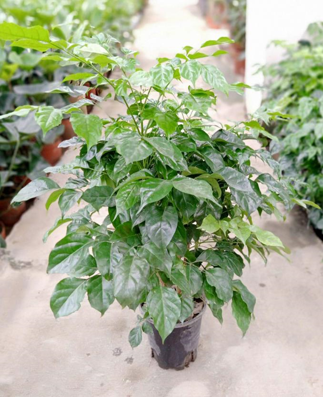 Tổng hợp hình ảnh cây hạnh phúc đẹp