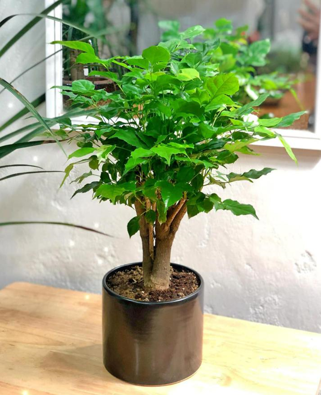 Tổng hợp hình ảnh cây hạnh phúc đẹp
