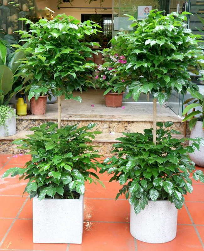 Tổng hợp hình ảnh cây hạnh phúc đẹp