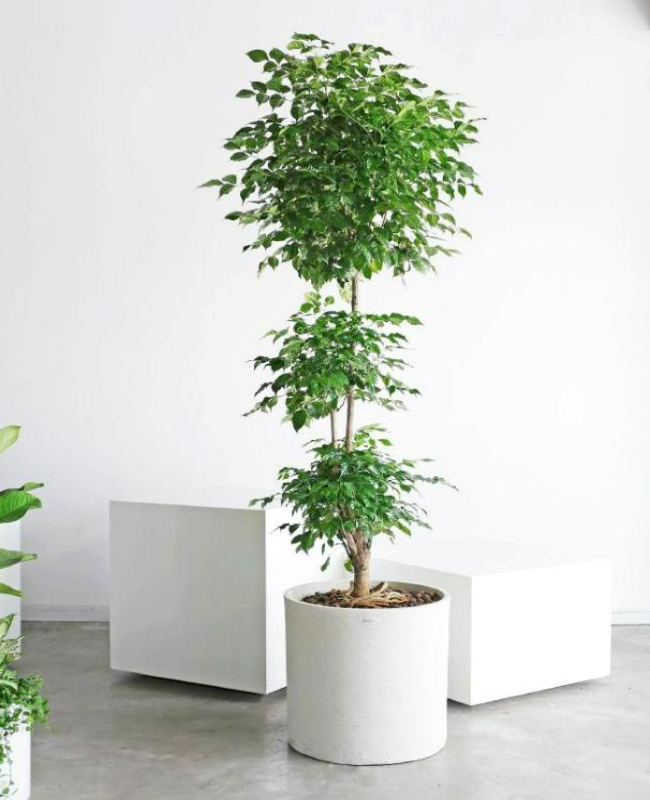 Tổng hợp hình ảnh cây hạnh phúc đẹp