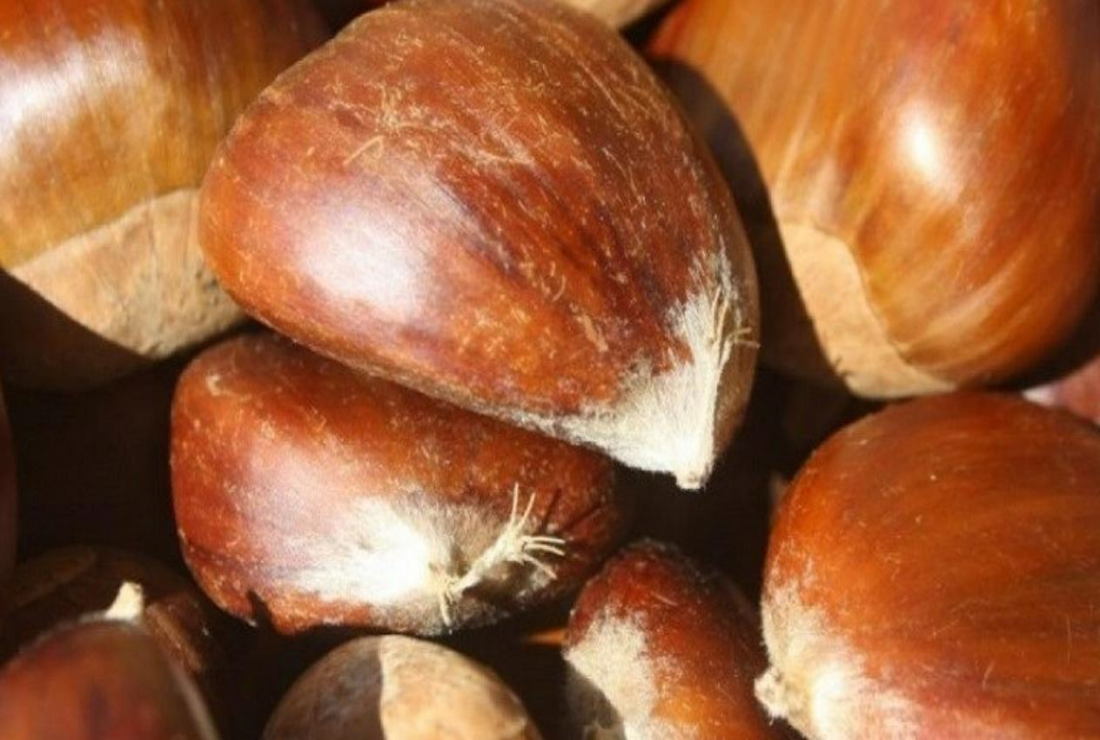 Bộ sưu tập hình ảnh hạt dẻ