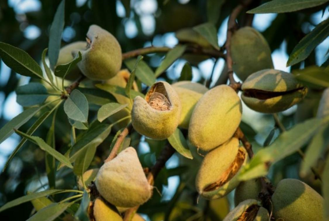 Khám phá hình ảnh hạt dẻ cười