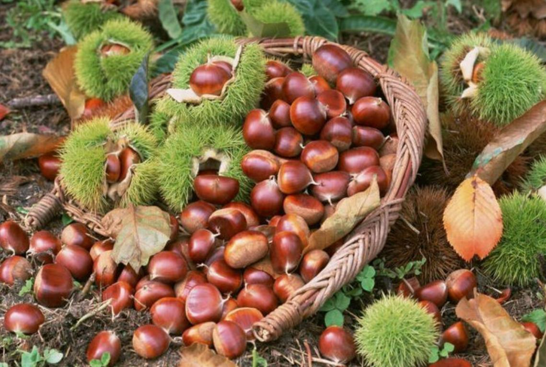 Miễn Phí +101 Hình Ảnh Hạt Dẻ & Cây Hạt Dẻ, Dẻ Cười, Dẻ Rừng