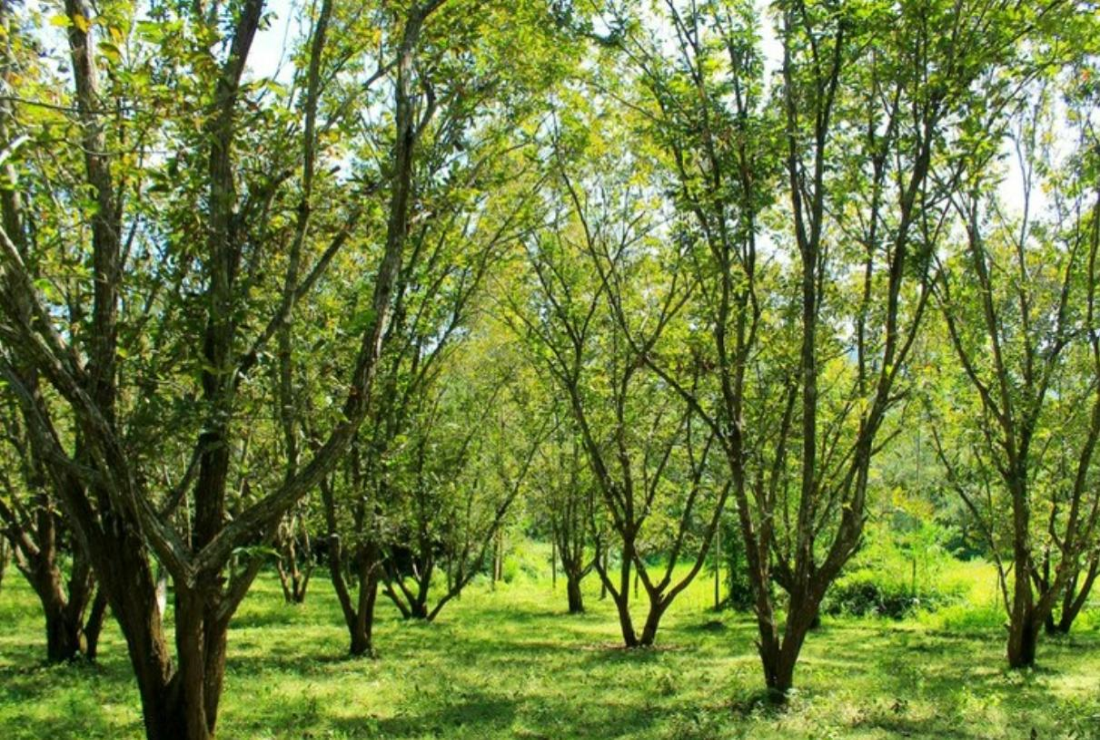 Tuyển chon hình ảnh hạt dẻ rừng Trùng Khánh