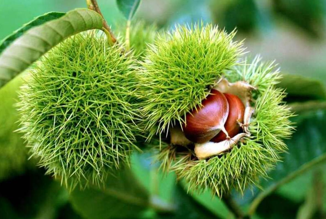 Tuyển chon hình ảnh hạt dẻ rừng Trùng Khánh