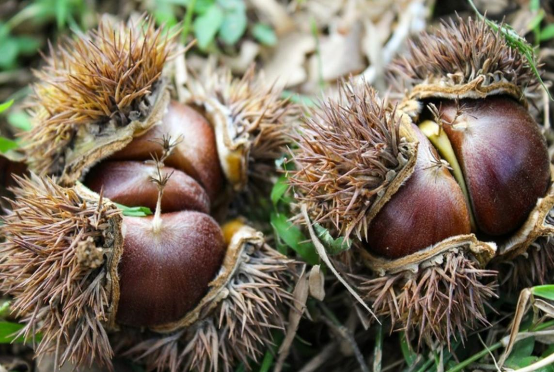 Tuyển chon hình ảnh hạt dẻ rừng Trùng Khánh