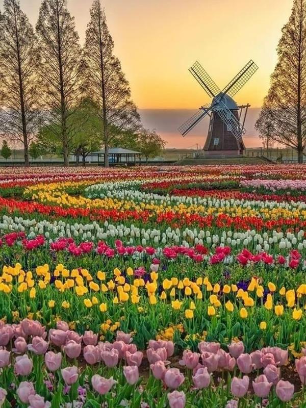 Hình Ảnh Cánh Đồng Hoa Tulip