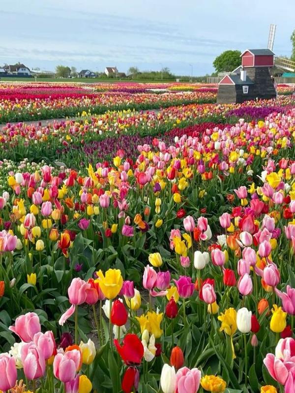Hình Ảnh Cánh Đồng Hoa Tulip