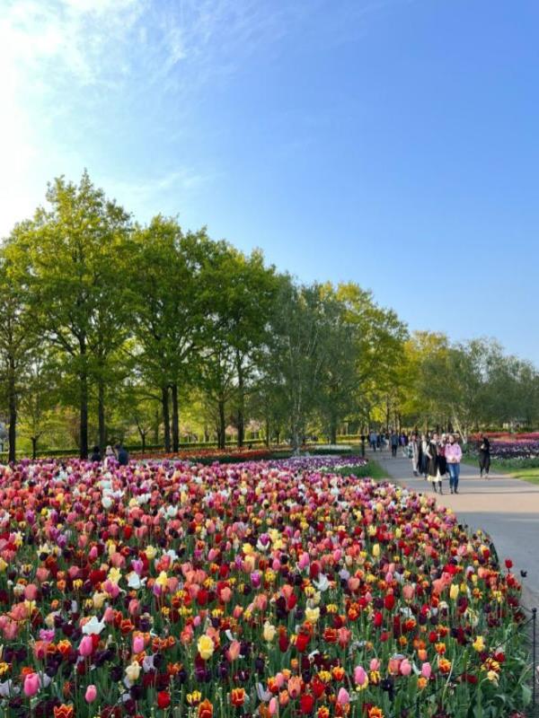 Hình Ảnh Cánh Đồng Hoa Tulip