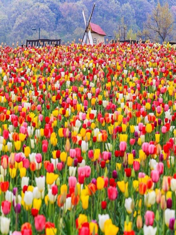 Hình Ảnh Cánh Đồng Hoa Tulip