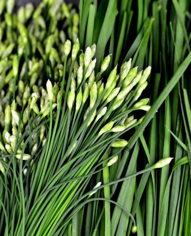 Hình Ảnh Cây Hẹ