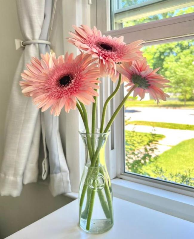 Hình Ảnh Cây Hoa Đồng Tiền