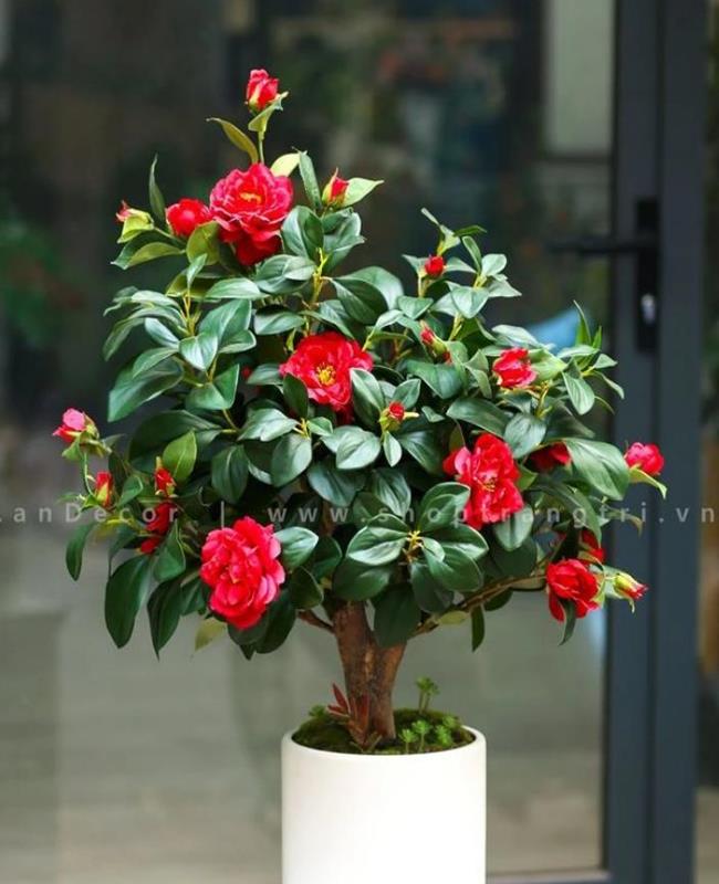 Hình Ảnh Cây Hoa Trà My