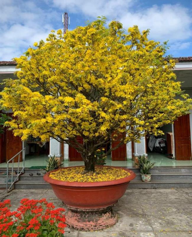 Hình Ảnh Cây Mai Ngày Tết