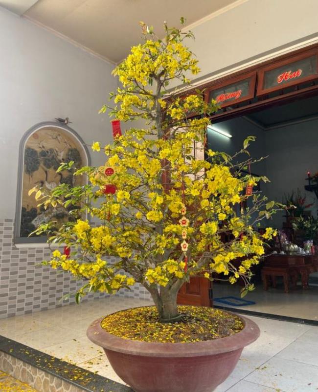 Hình Ảnh Cây Mai Ngày Tết