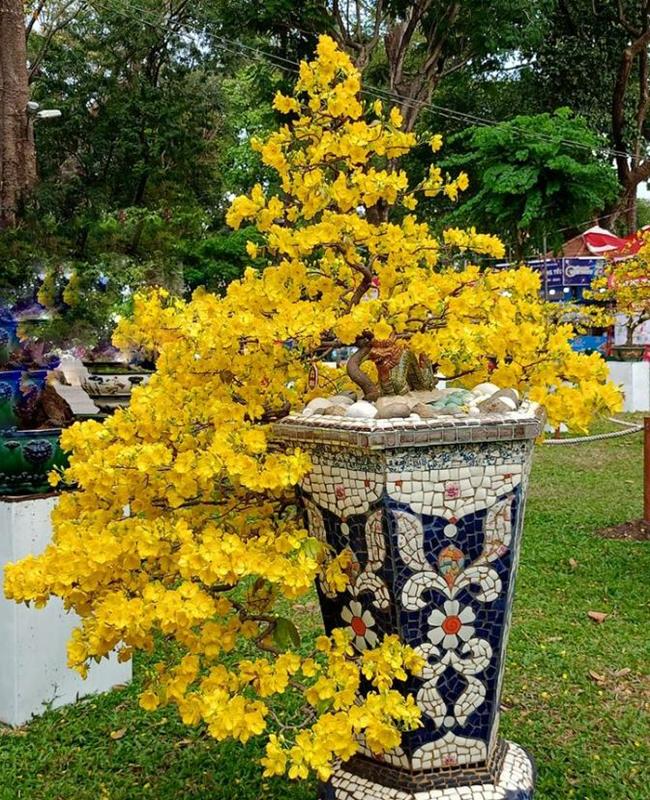Hình Ảnh Cây Mai Ngày Tết