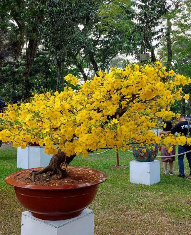 Hình Ảnh Cây Mai Ngày Tết
