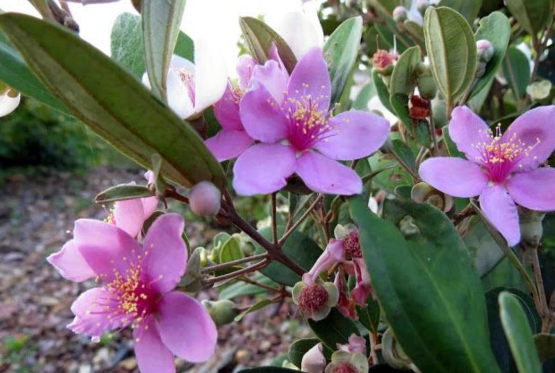 Hình Ảnh Cây Sim