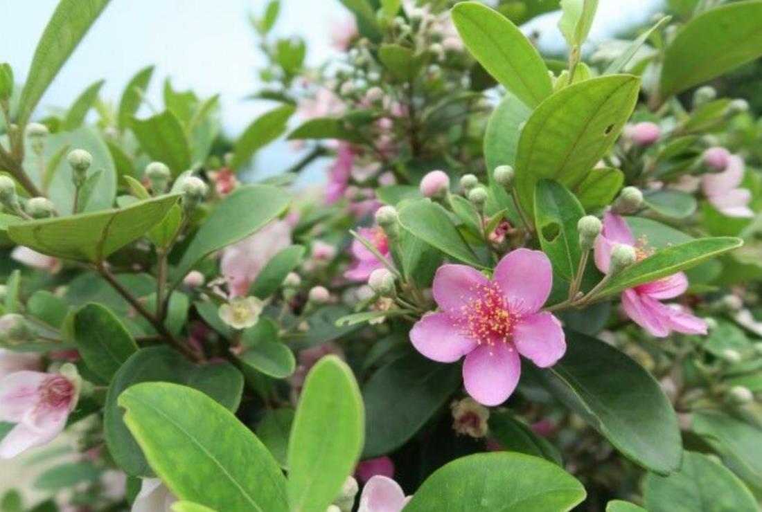 Hình Ảnh Cây Sim