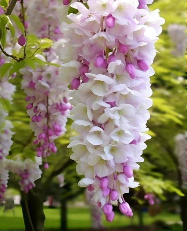 Hình Ảnh Cây Tử Đằng