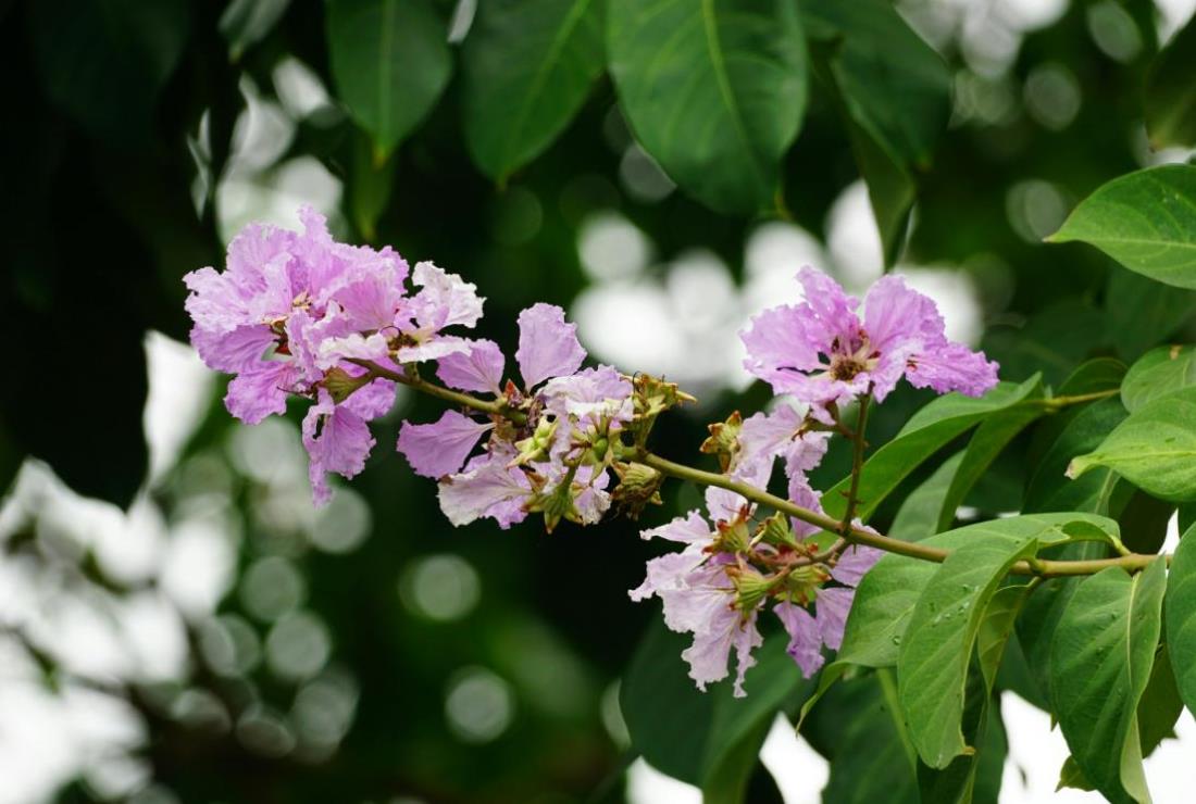 Hình Ảnh Hoa Bằng Lăng